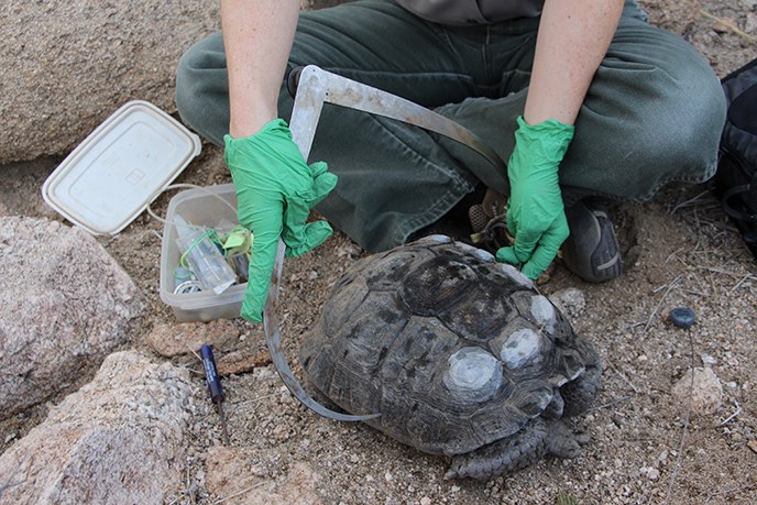 park wildlife biologist uses calipers to measure the width of a desert tortoise
