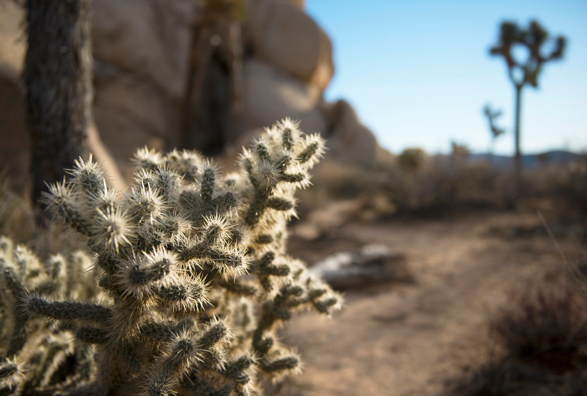Color photo of a silver cholla backlight by the sun. Photo: NPS / Hannah Schwalbe