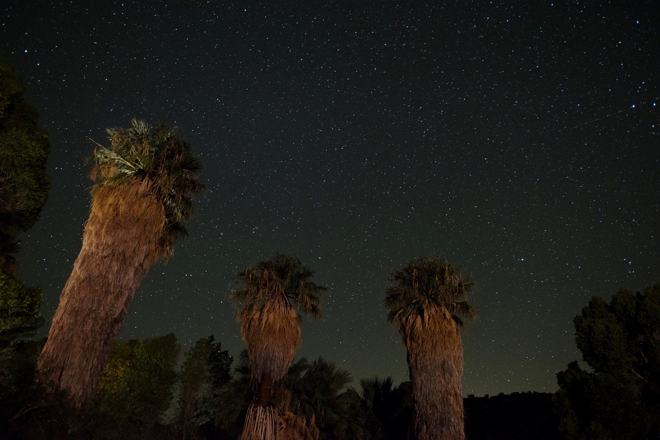 Large palm trees are lit up by artificial light with a starry sky behind them.