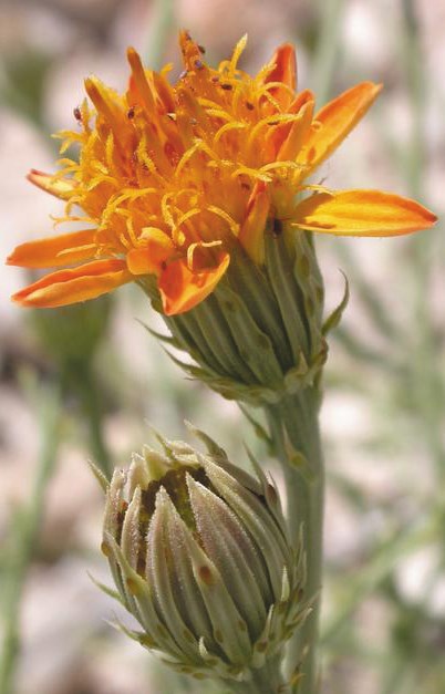 Color photo of an orange-petaled flower on a green stem. Photo: James Andre