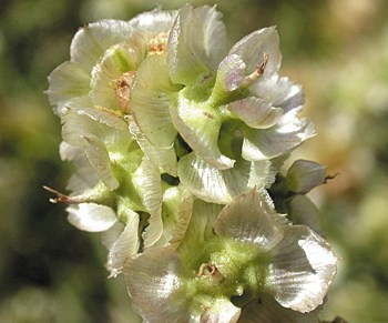 Light pink and white flowers with green centers.