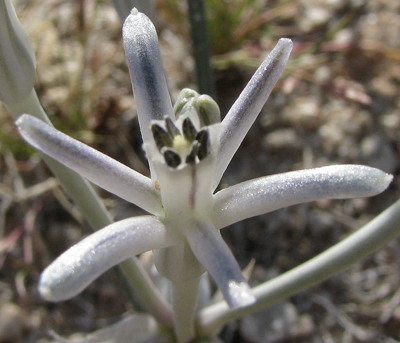 Species Closeup