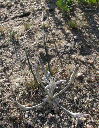 Species Habitat