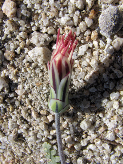 Species Closeup