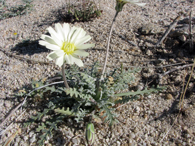 Species Habitat