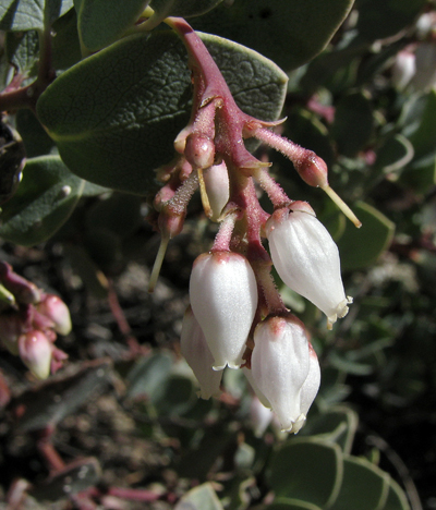 Species Closeup