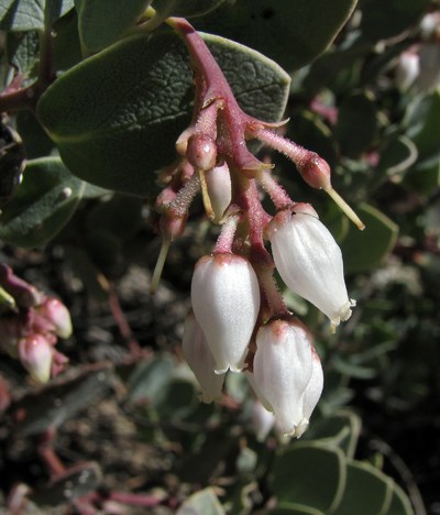 Species Closeup