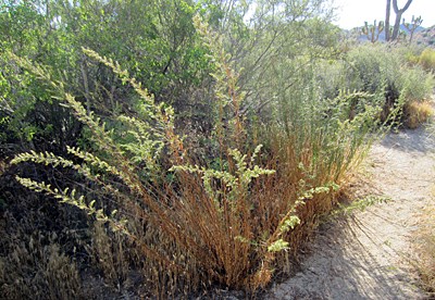Species Habitat