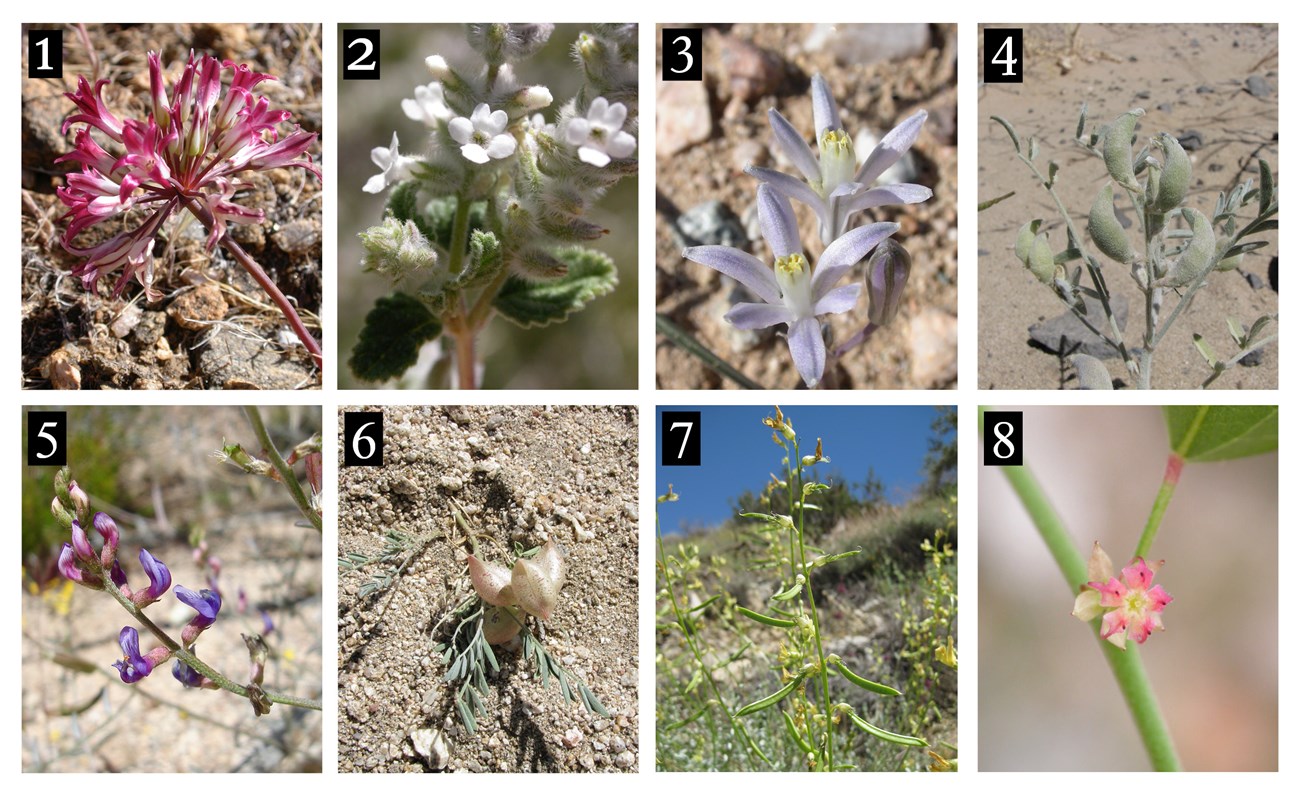 Eight photos of plants in a row with numbers in the upper left-hand corner 1-8 indicating which plant photo goes with the corresponding name in the text box