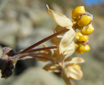 Species Closeup