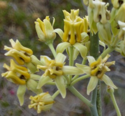 Species Closeup