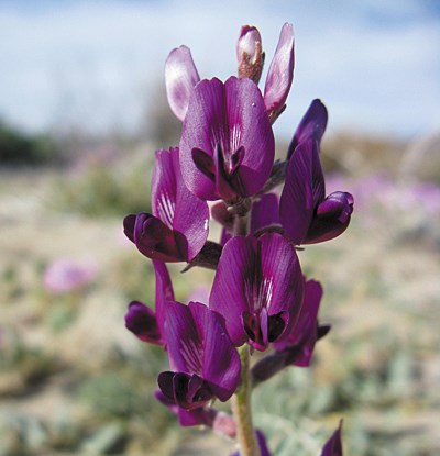 Color photo a bright purple flower with two large petals and a few smaller petals.