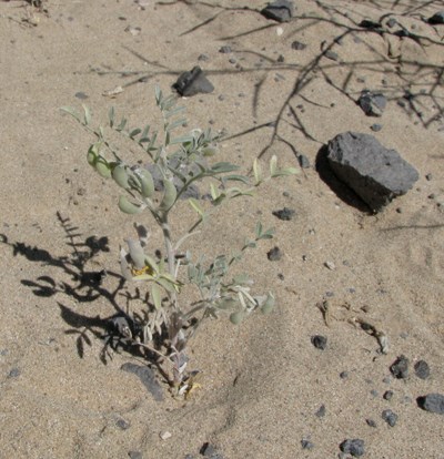 Species Habitat