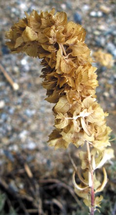A long stalk covered in papery-white petals.