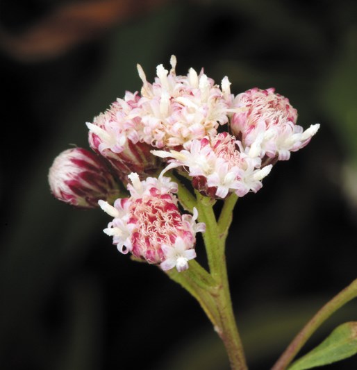 Color photo of a bunch of white and pink flowers with larger faces. Photo: Steve Matson