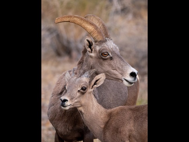 Desert Bighorn Sheep Ewe and Lamb