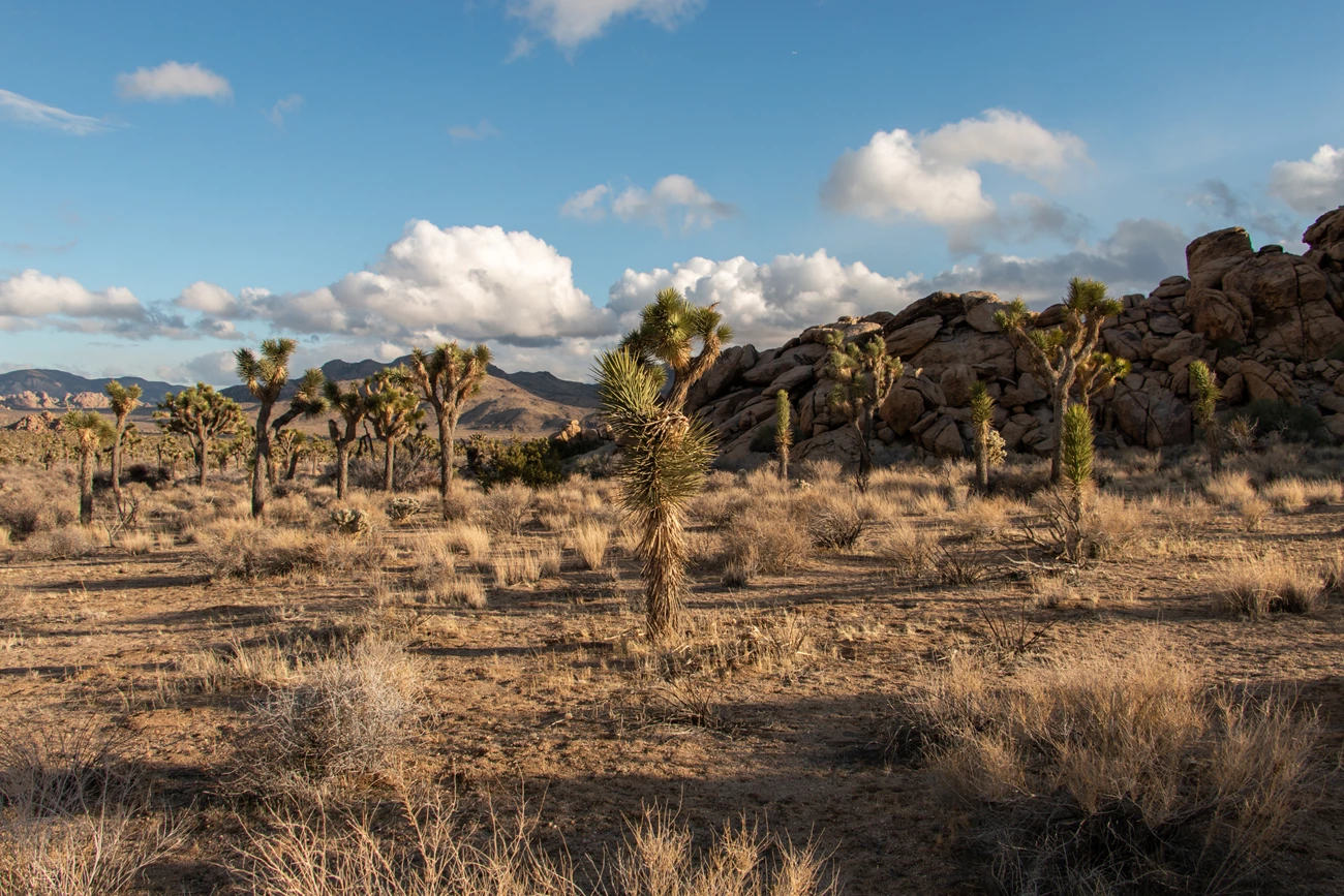Joshua Tree National Park Field of Joshua trees and boulder landscape.