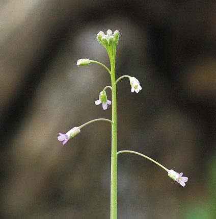 Color photo of a tall green stalk with 5 offshoots with little purple flowers and a small bunch of purple buds at the top. Photo: Michelle Cloud-Hughes