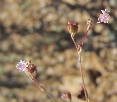 Species Closeup