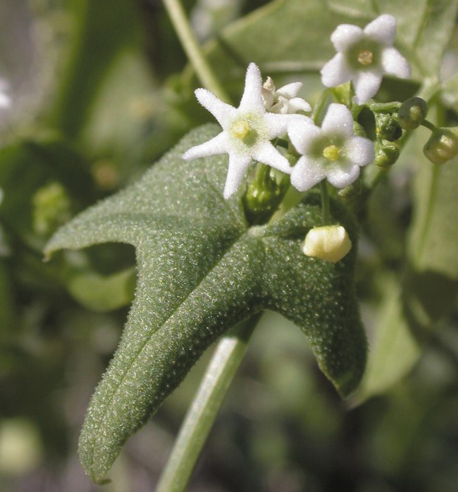 Small white, star-shaped flowers near a large star-shaped leaf. Photo: James Andre