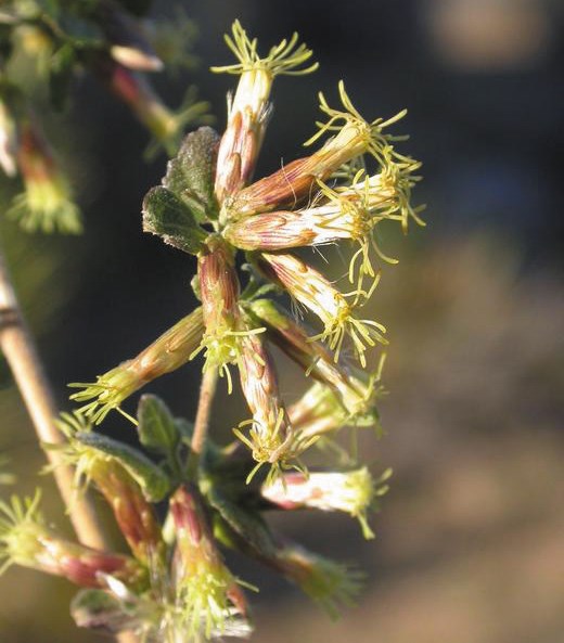 Color photo of long and narrow tube-like flowers on a stalk.