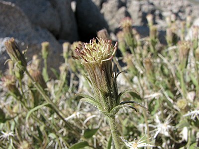Species Closeup