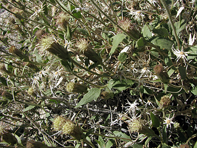Species Habitat