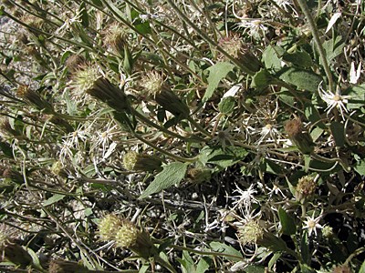 Species Habitat