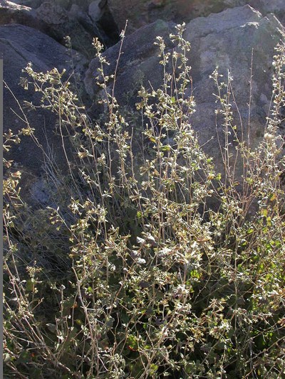 Species Habitat