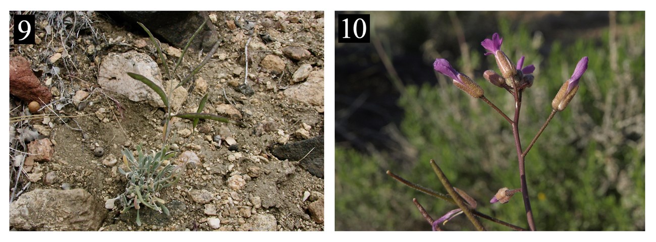 A photo of two plants with numbers in the corner corresponding to the name of the plant in the text box below. The image on the left shows the stem and some leaves of a small plant, the image on the right show small purple flowers.