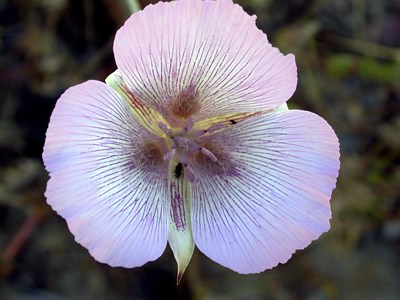 Species Closeup