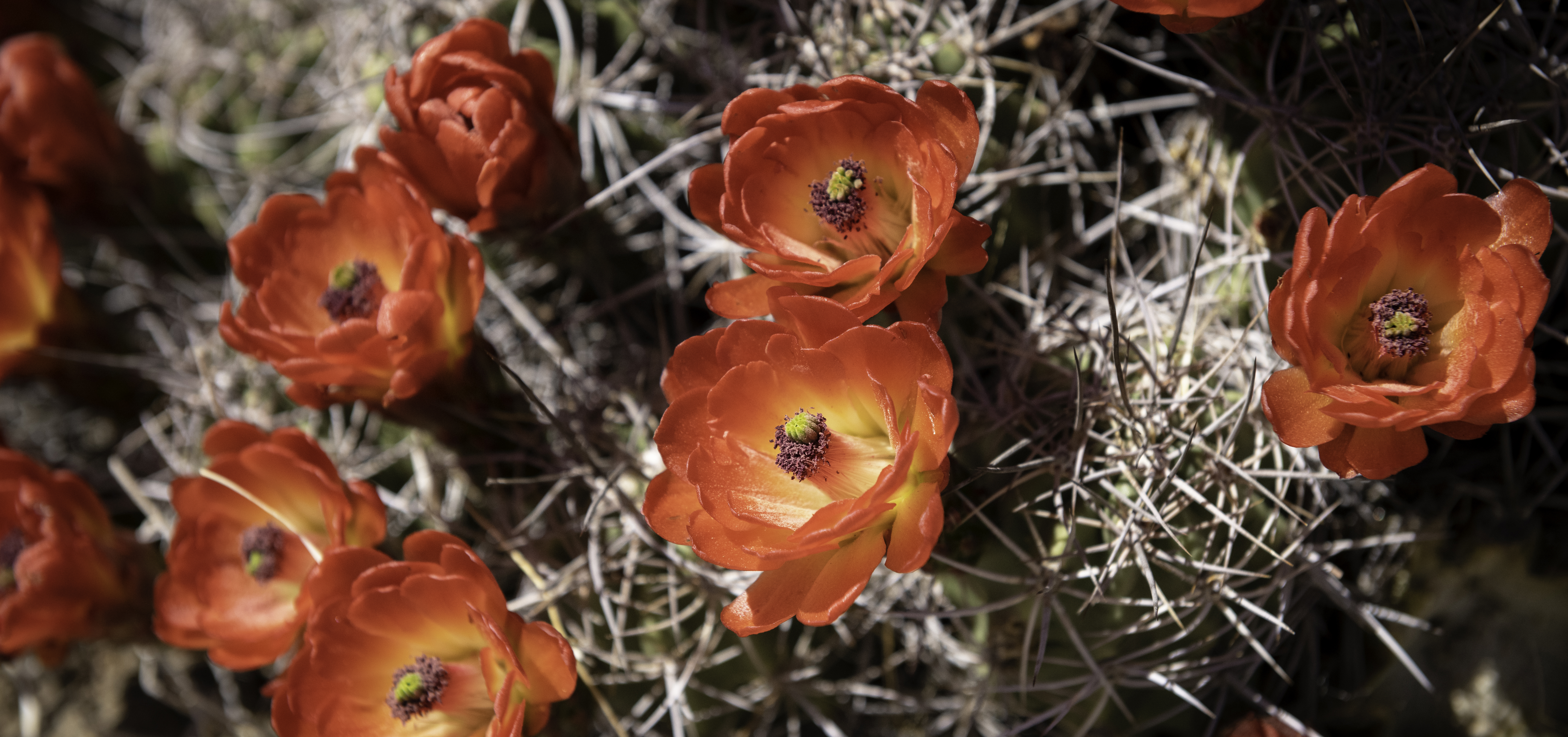 Red cactus blooms