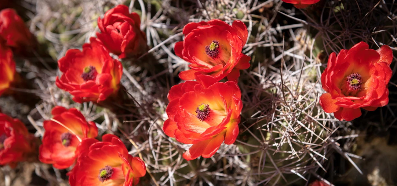 Cactus3 Red cactus blooms