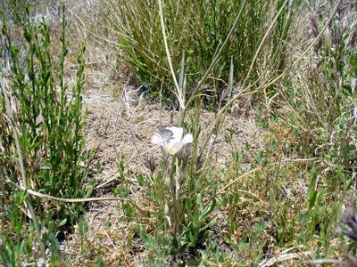Species Habitat