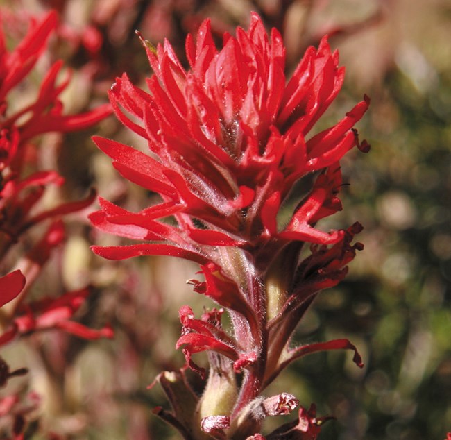 Color photo of a brilliant red paintbrush-like flower.