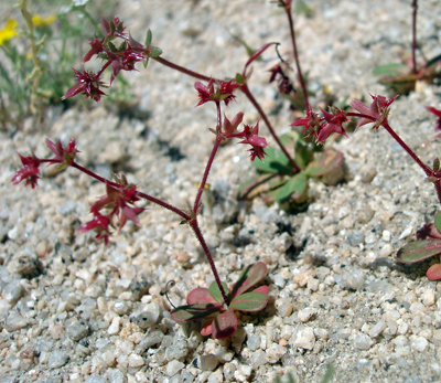 Species Habitat