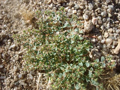 Species Closeup