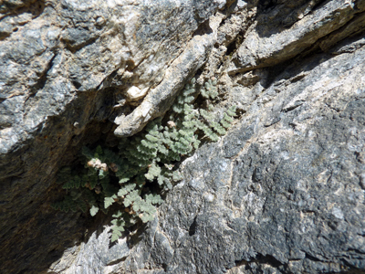Cheilanthes parryi (D.C. Eaton) Domin - Joshua Tree National Park (U.S ...