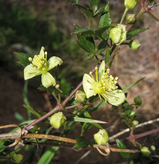 Color photo of a yellow flower with four petals. Photo: Neal Kramer