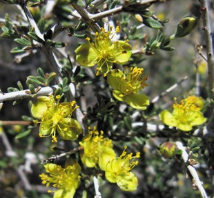 Small yellow flowers on a bush with very long yellow stamen.