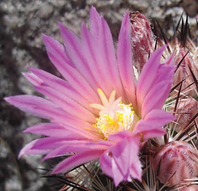 Pink-hued flower with darker pink stripes down the center of each petal, with a yellow head.