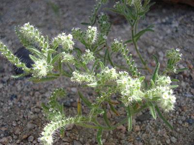 Species Closeup