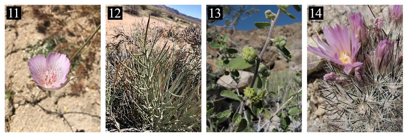 Image of four plants, with a number that corresponds to the number & plant name in the text box below. The 1st plant is a small pink flower, the 2nd photo shows thin branches, the 3rd shows a stem & small flowers, the last is a cactus with a pink flower.