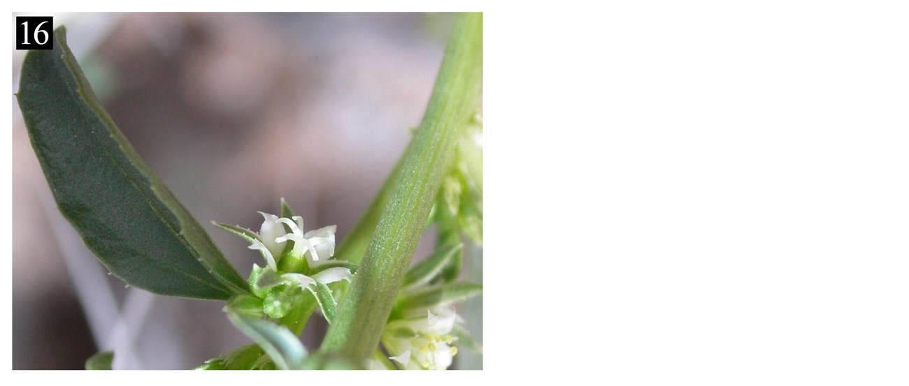 A dark green left next to a small white flower, and a partial view of a stem. The number 16 is the corner corresponds to the number and plant's name in the text box below.