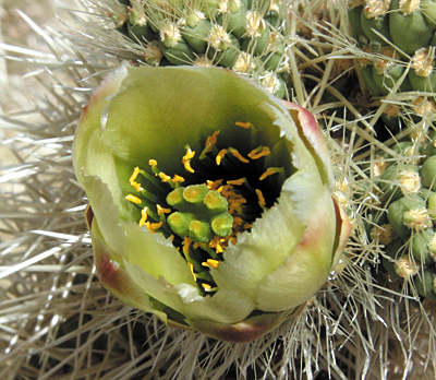 Cactus, Flower, Nature, Green, Flower Garden - Cacto Em Desenho