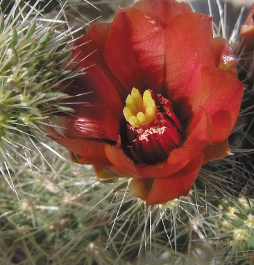 Orange-red large flower on a cactus.