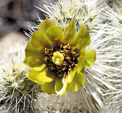 Color photo of a bright yellow flower on a spiky cactus arm.