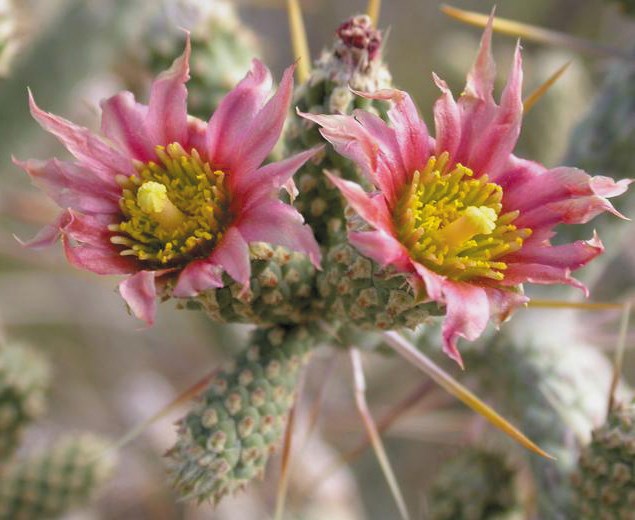 Pink flowers with yellow centers on cactus.