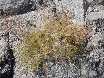 Species Habitat