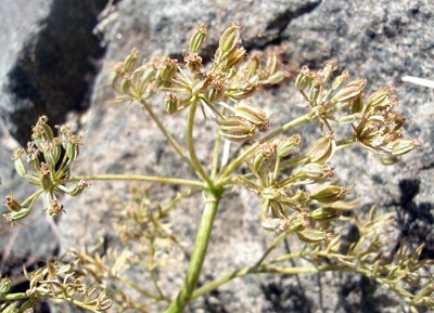 Species Closeup